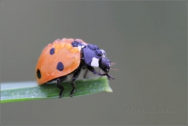 <p>SLUNÉČKO SEDMITEČNÉ (Coccinella septempunctata) ---- /Seven-spotted ladybug - Siebenpunkt-Marienkäfer/</p>